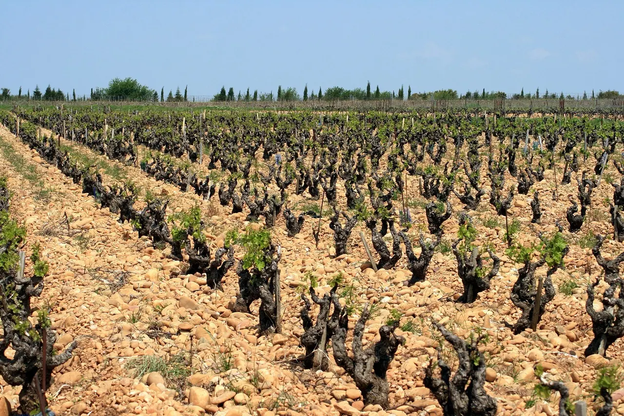 Châteauneuf-du-Pape, Rhône valley